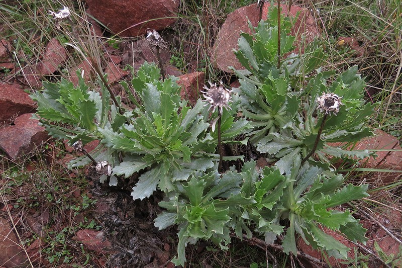 Grindelia covasii photo 4