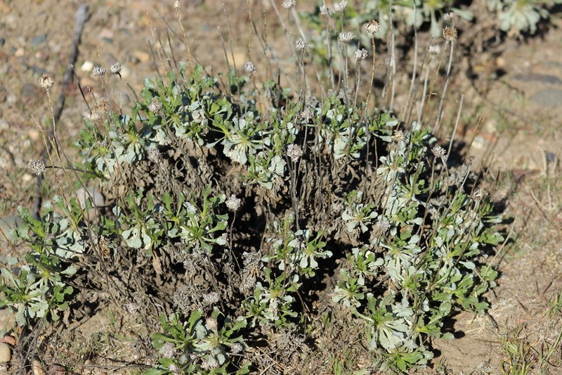 Grindelia covasii photo 5