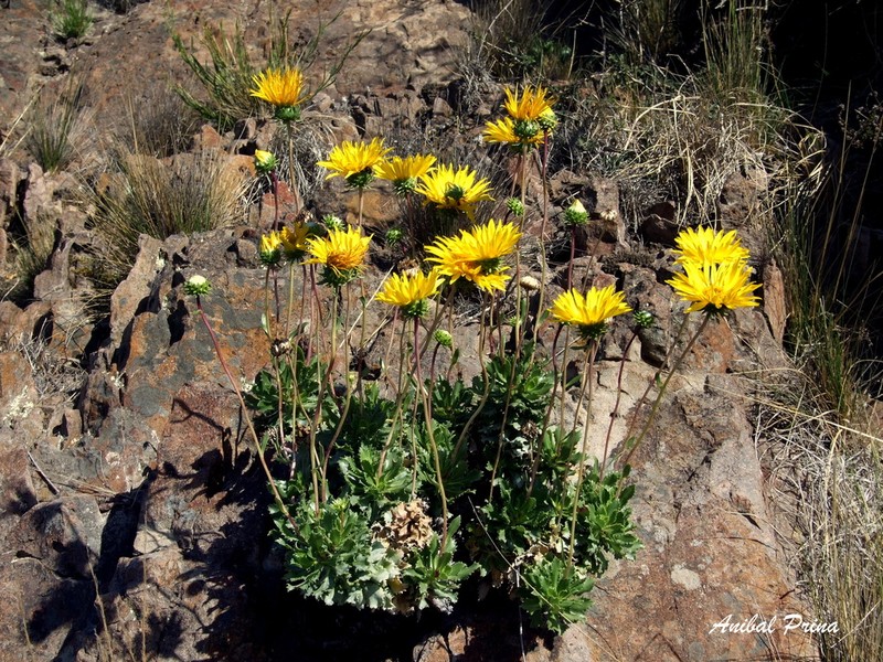 Grindelia covasii photo 6