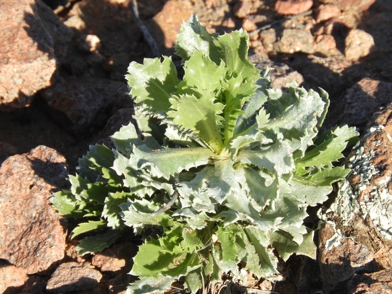 Grindelia covasii photo 7