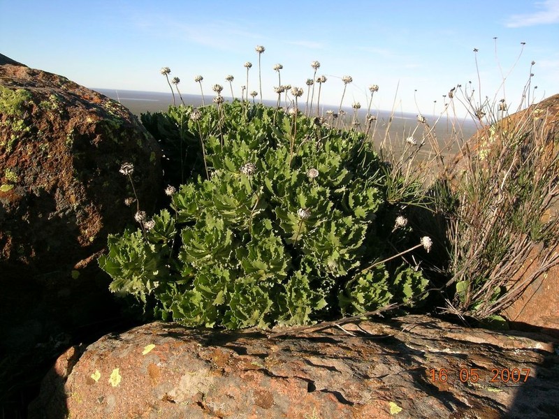 Grindelia covasii photo 8