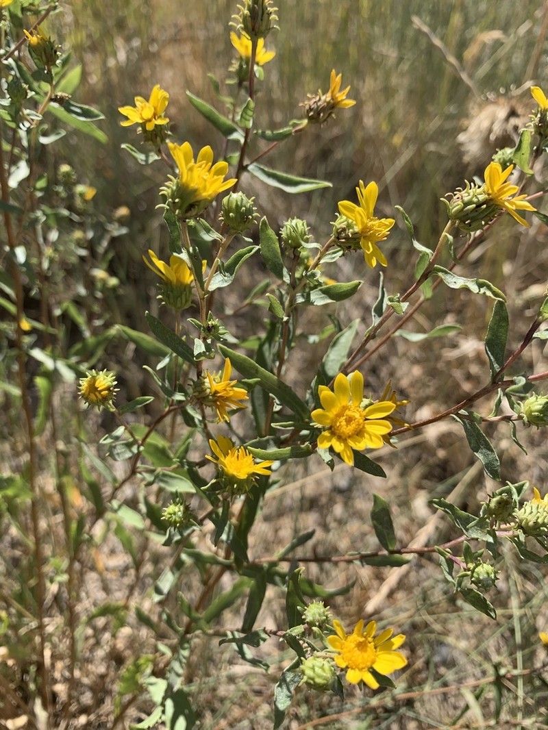 Reclined Gumweed