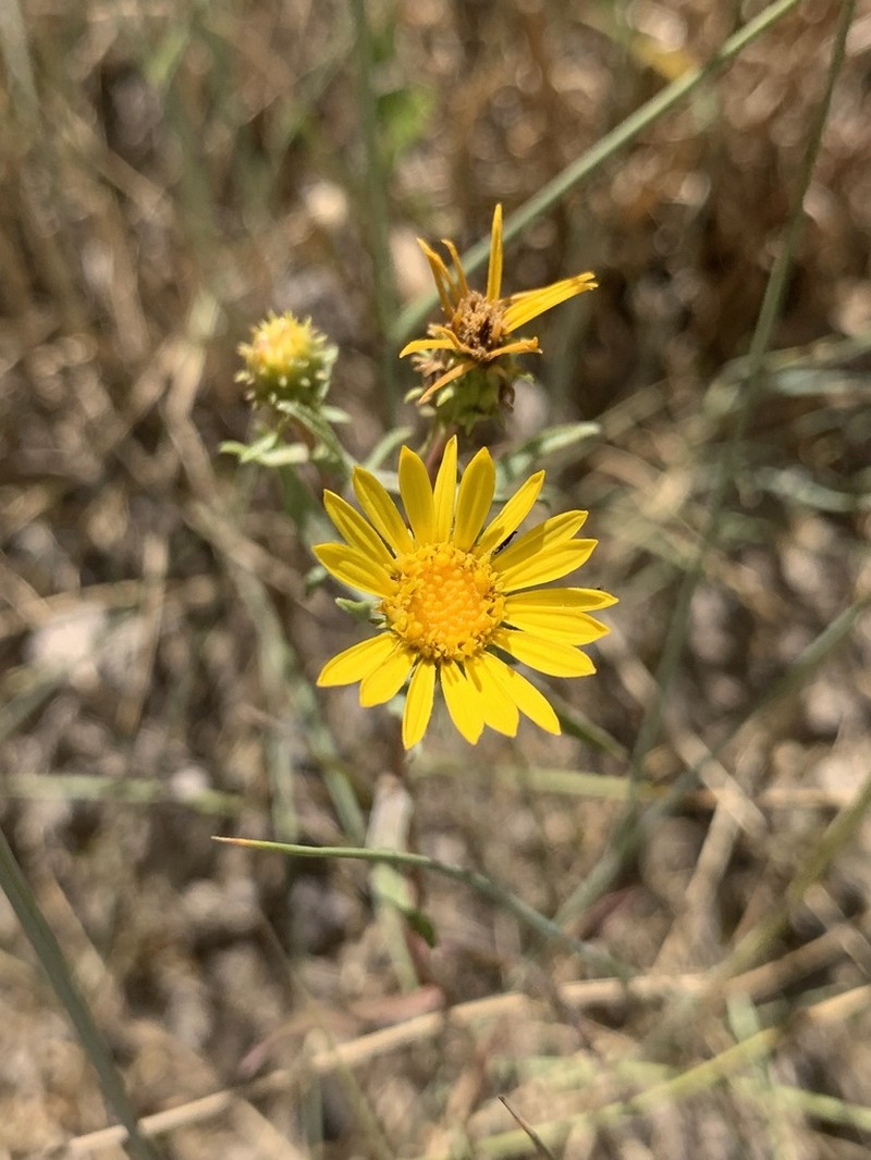 Reclined Gumweed photo 2