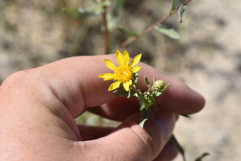 Reclined Gumweed photo 3