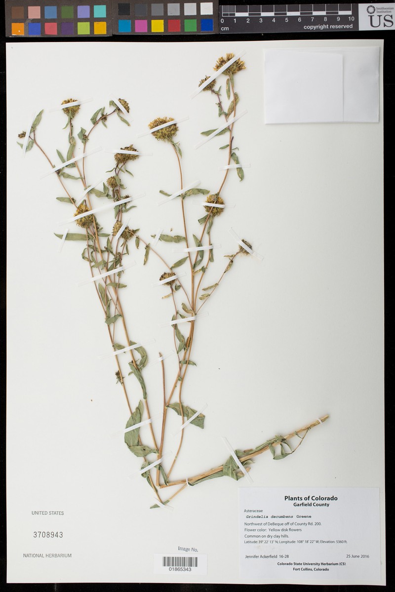 Reclined Gumweed photo 7
