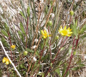 Ash Meadows Gumweed