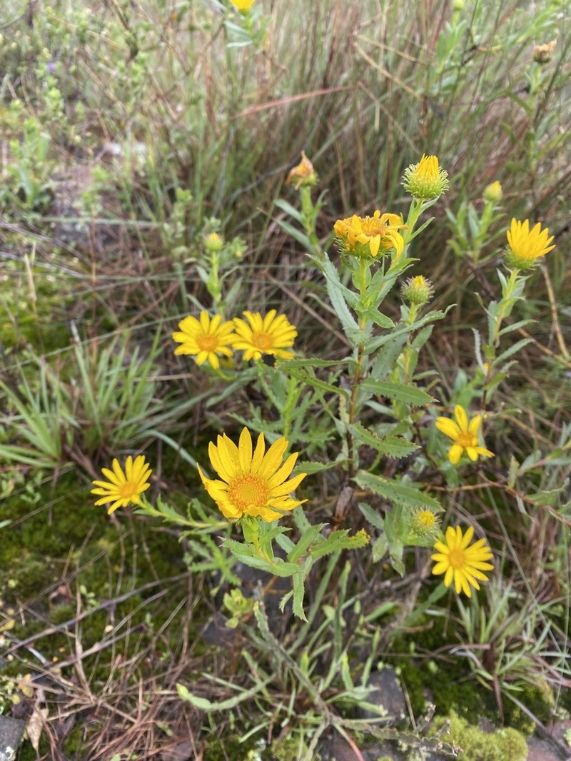 Grindelia gaucha