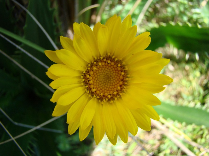 Grindelia globularifolia photo 2