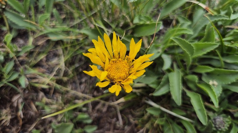 Grindelia globularifolia photo 3