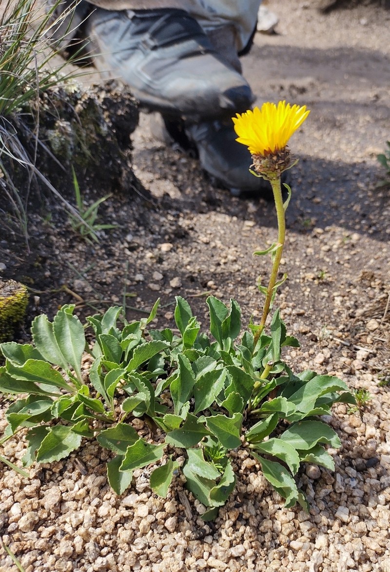 Grindelia globularifolia photo 4