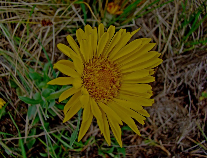 Grindelia globularifolia photo 5