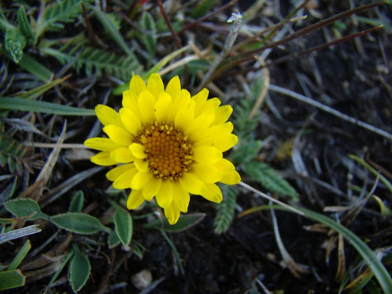 Grindelia globularifolia photo 6