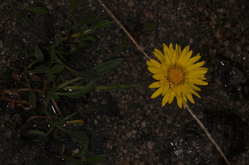 Grindelia globularifolia photo 7