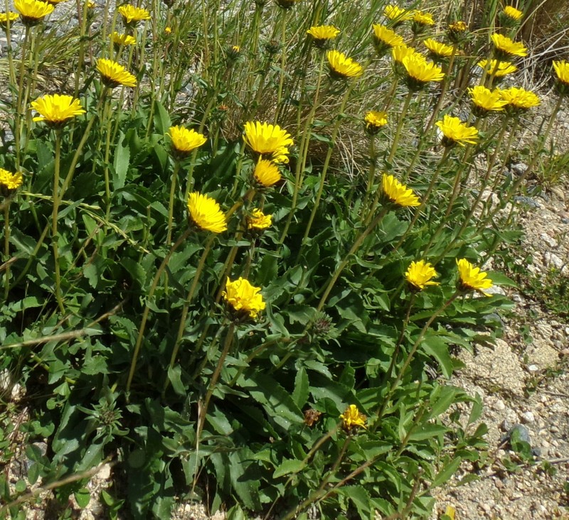 Grindelia globularifolia photo 8