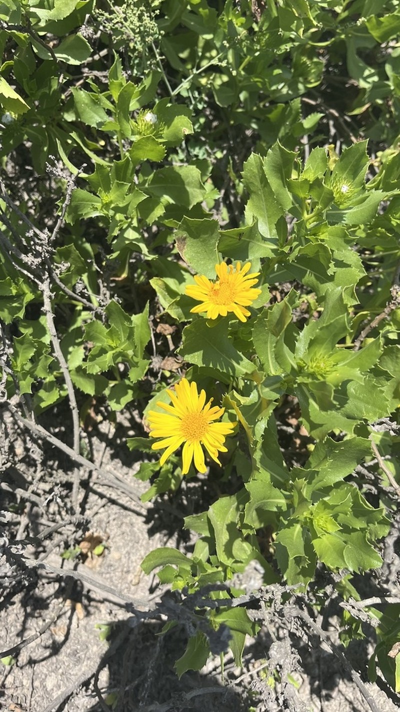 Grindelia glutinosa