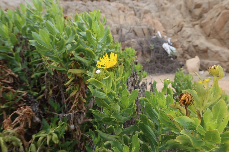 Grindelia glutinosa photo 2