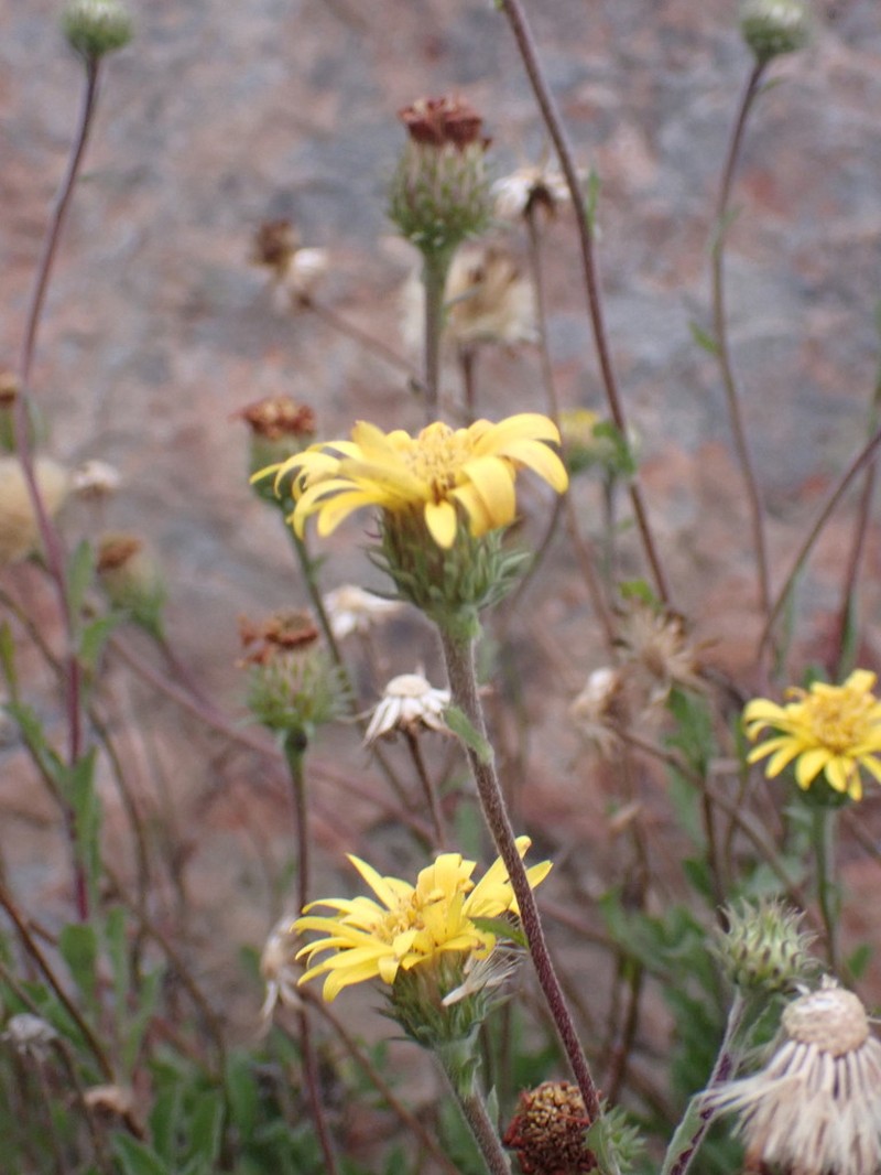 Grindelia glutinosa photo 3