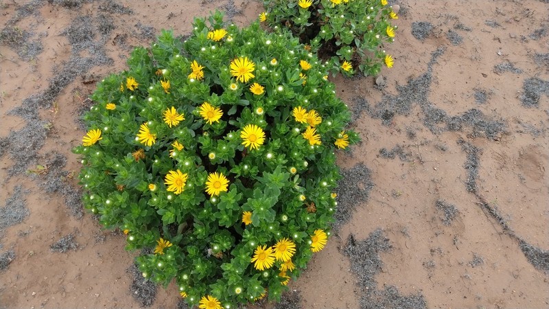 Grindelia glutinosa photo 4