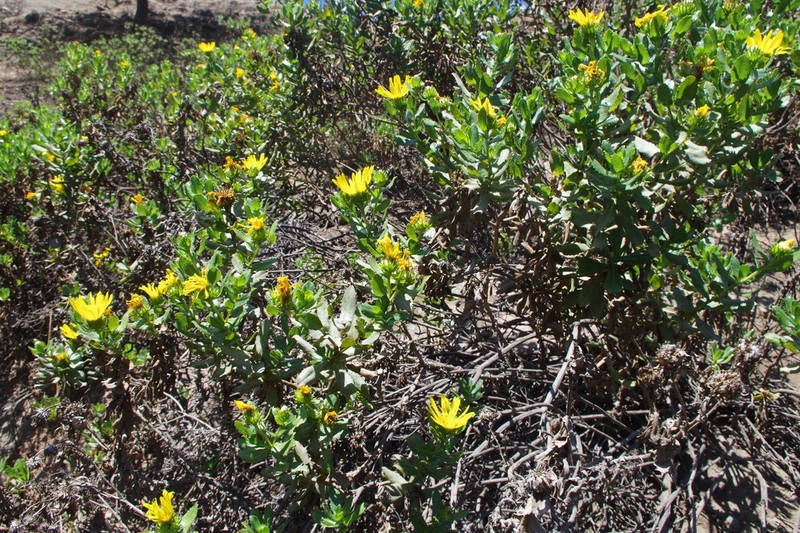 Grindelia glutinosa photo 6