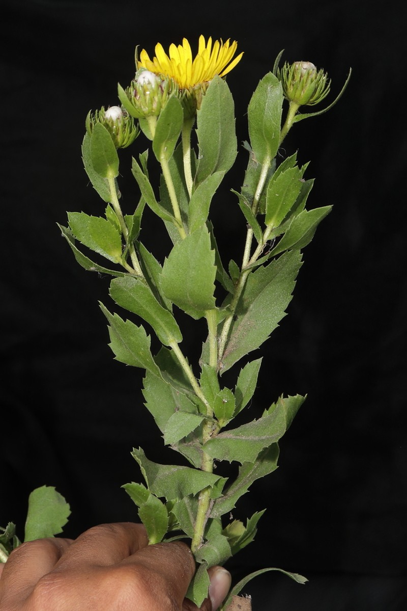 Grindelia glutinosa photo 7