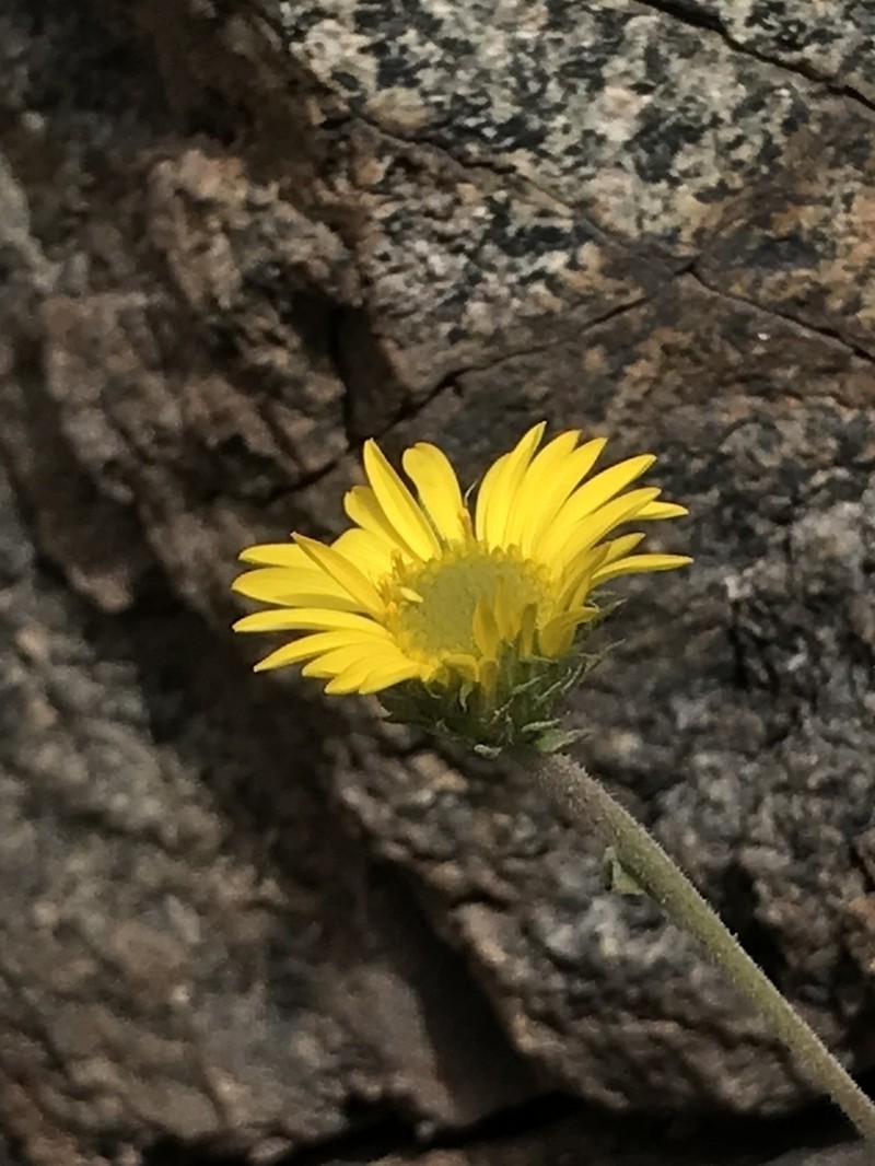 Grindelia glutinosa photo 8