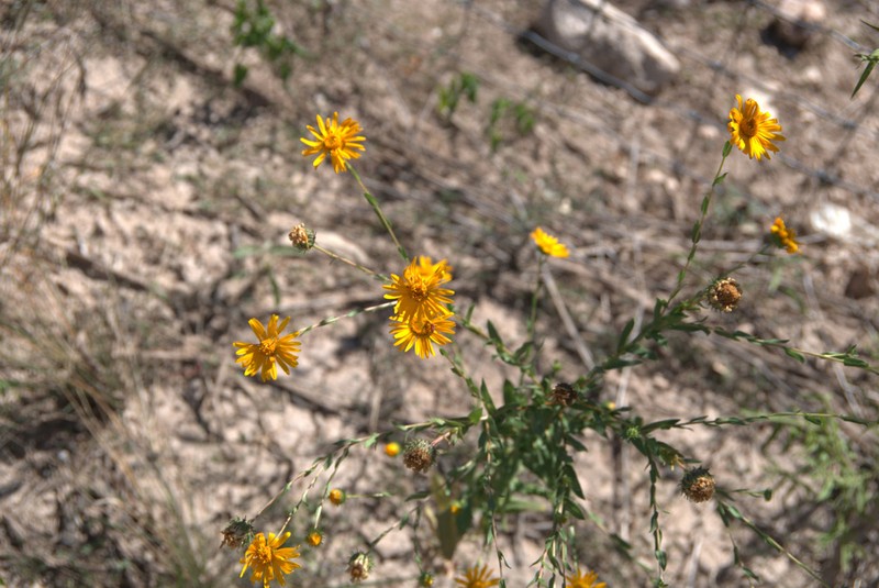 Manyray Gumweed