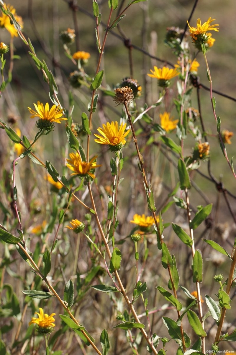 Manyray Gumweed photo 2