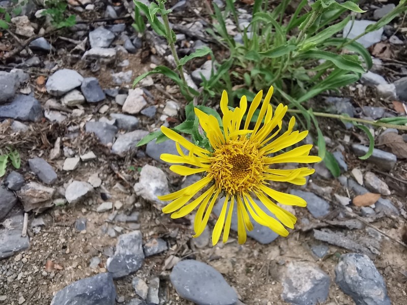 Manyray Gumweed photo 3