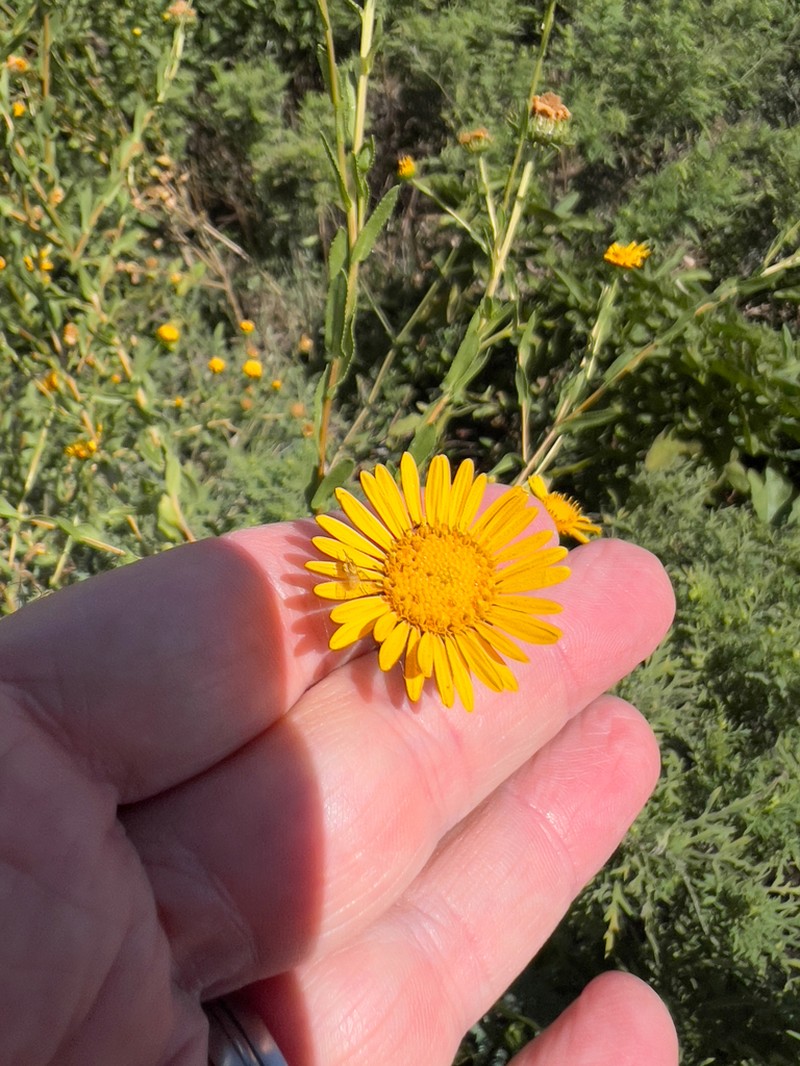 Manyray Gumweed photo 4
