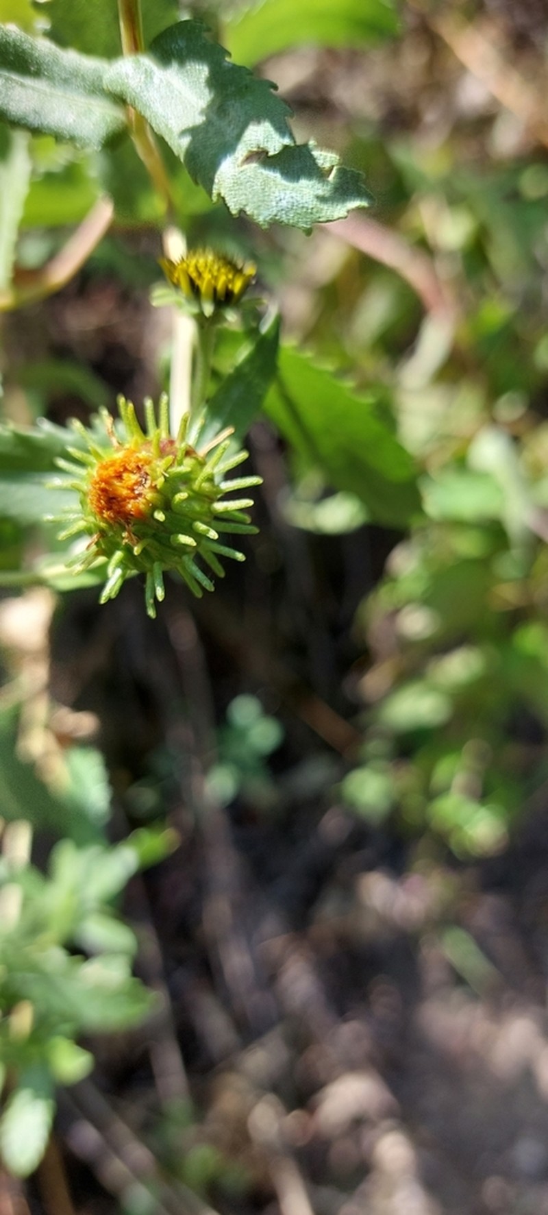 Grindelia greenei photo 3