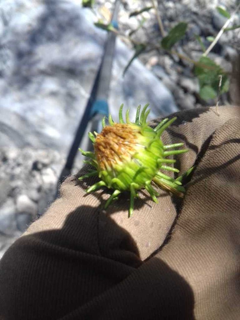 Grindelia greenei photo 5