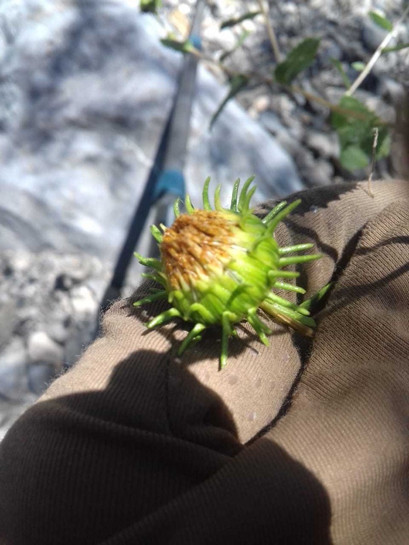 Grindelia greenei photo 6