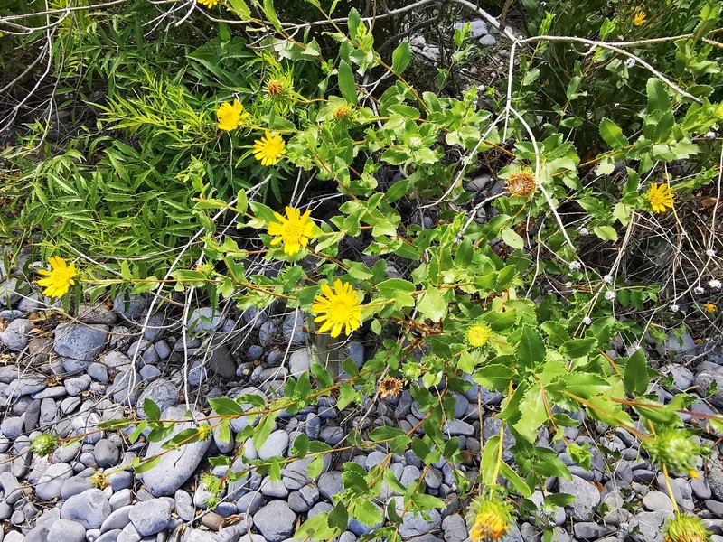 Grindelia greenei photo 7