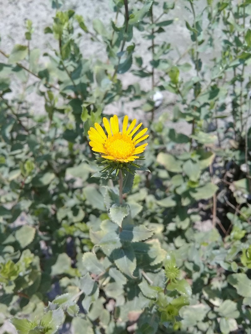 Grindelia greenei photo 8