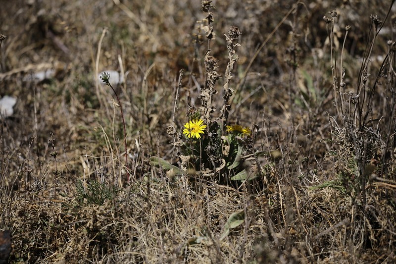 Grindelia greenmanii photo 2