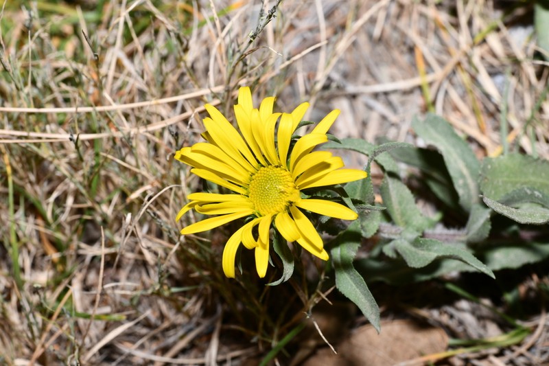 Grindelia greenmanii photo 3