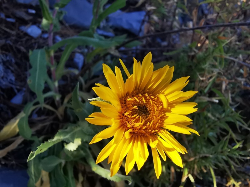 Grindelia greenmanii photo 4