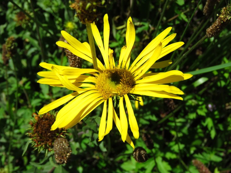 Grindelia greenmanii photo 5