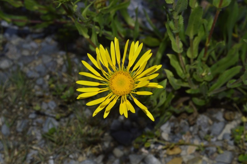 Grindelia greenmanii photo 6