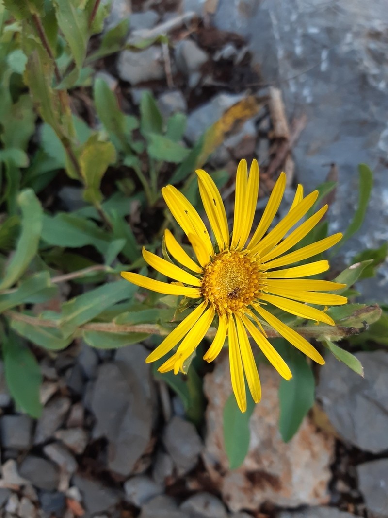 Grindelia greenmanii photo 7