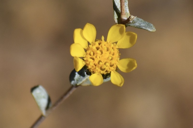 Grindelia hallii
