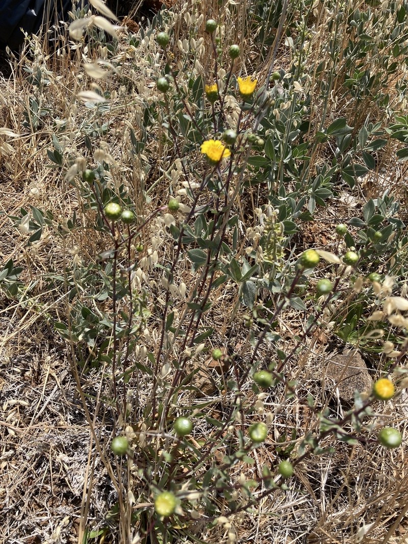 Grindelia hallii photo 2
