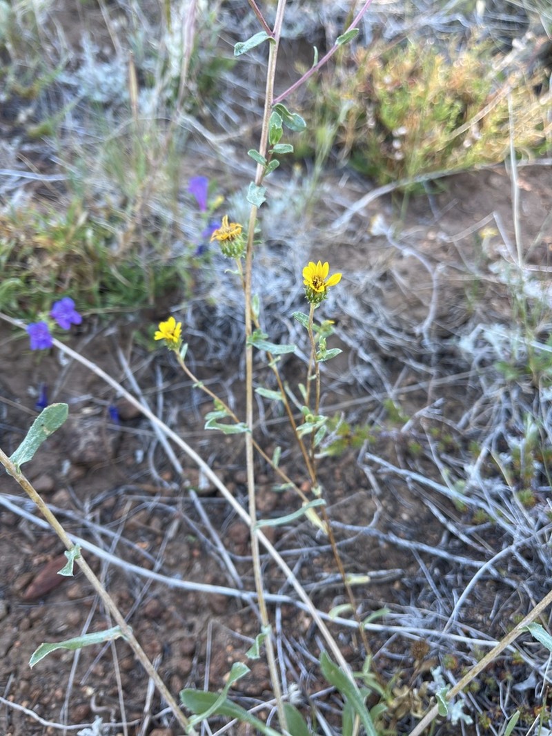 Grindelia hallii photo 3