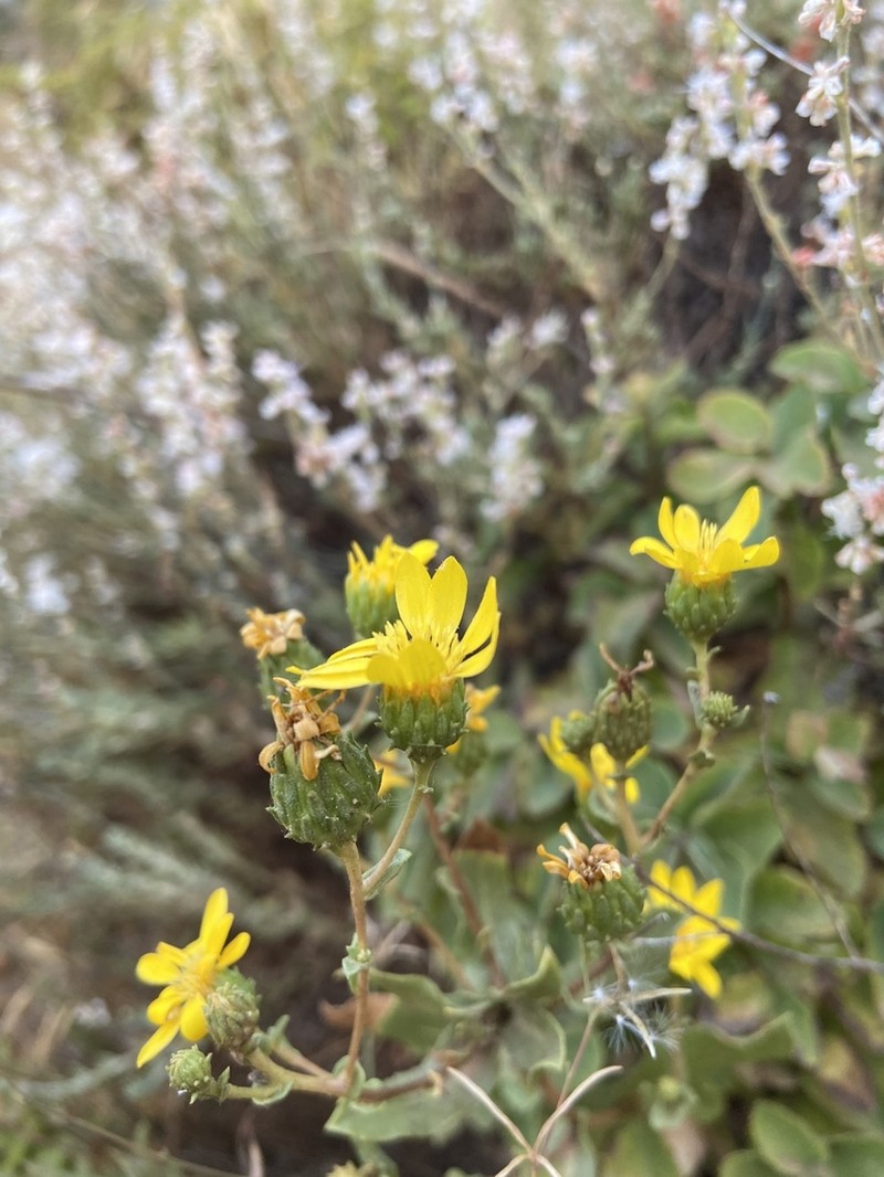 Grindelia hallii photo 4