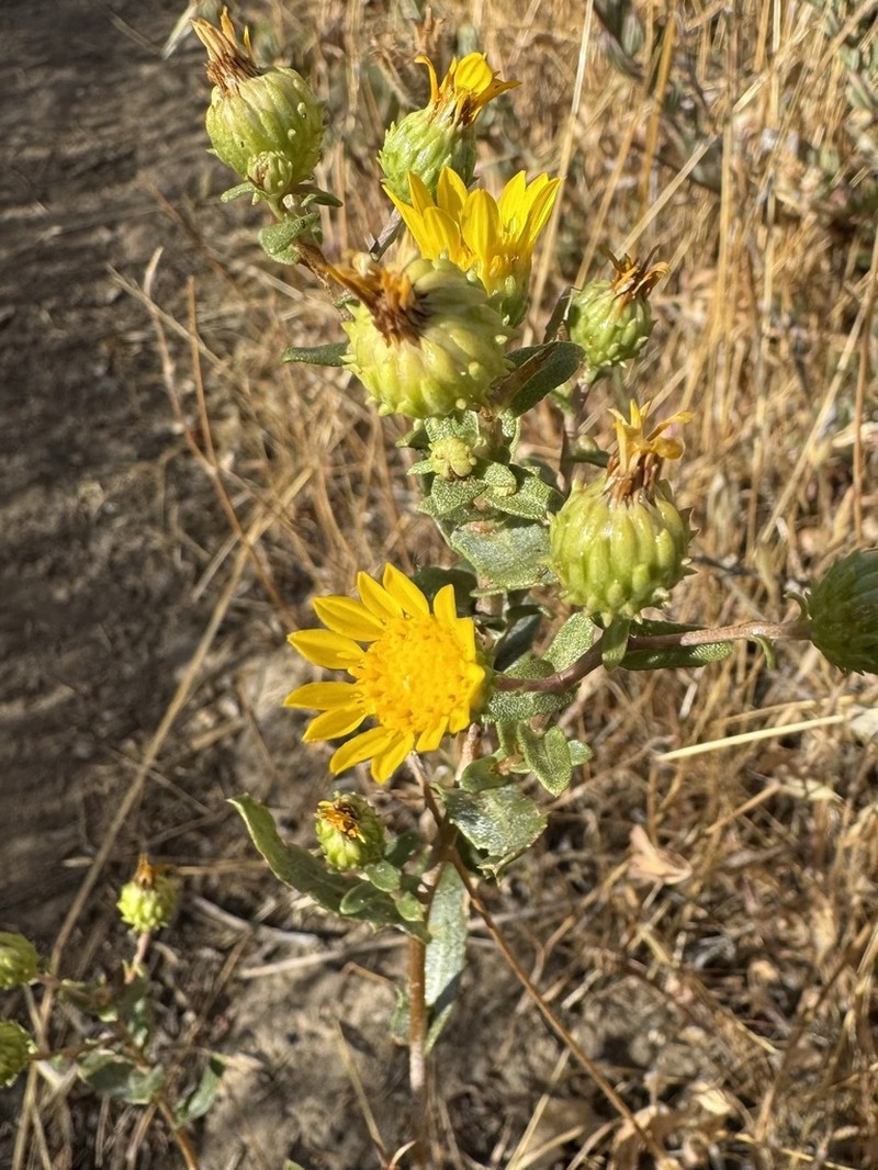 Grindelia hallii photo 5