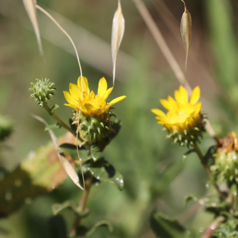 Grindelia hallii photo 6