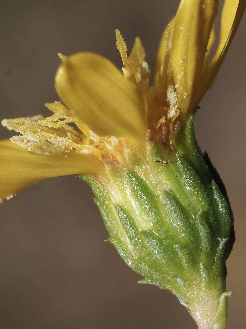 Grindelia hallii photo 7