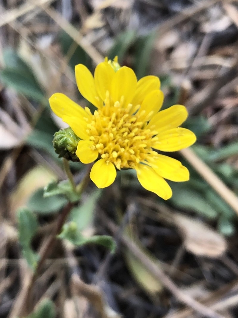 Grindelia hallii photo 8