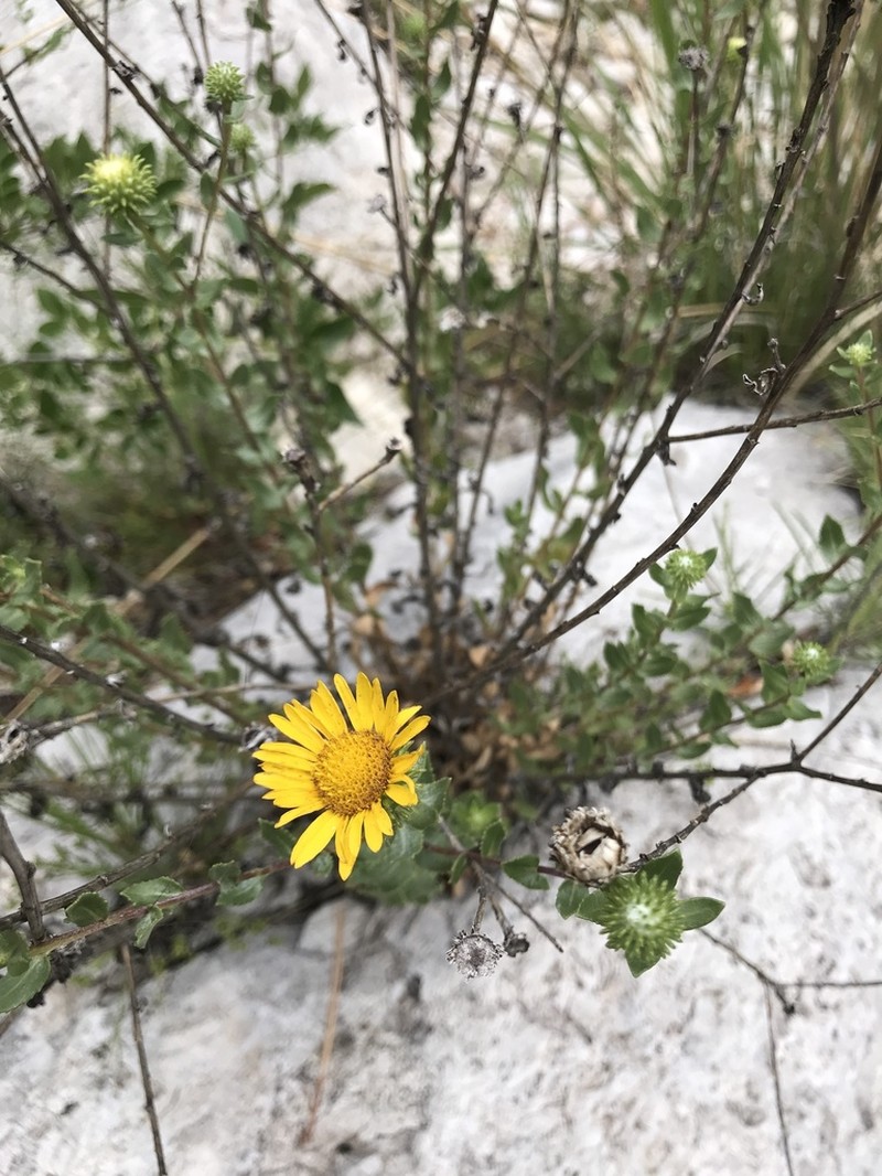 Havard's Gumweed photo 3