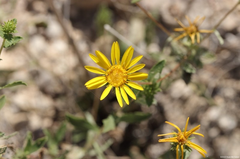 Havard's Gumweed photo 4